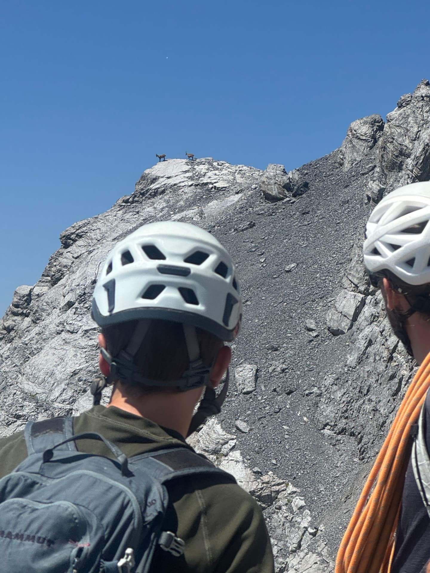 Deux personnes casquées observant des chamois sur une arête rocheuse